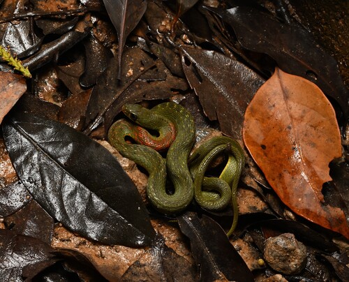 Hainan Keelback