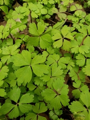 Anemonoides quinquefolia