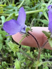 Pholistoma auritum, photograph author not stated, no rights reserved