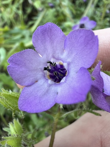 Pholistoma auritum, photograph 5