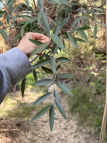 white willow