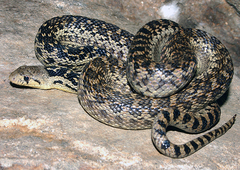 Pituophis catenifer pumilus
