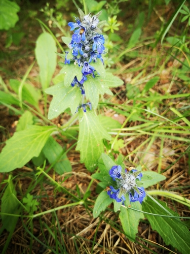 Gauruotoji Vaisgina