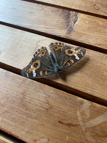 Meadow Argus
