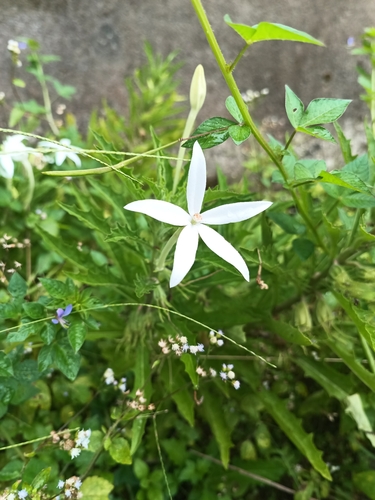 Star of Bethlehem