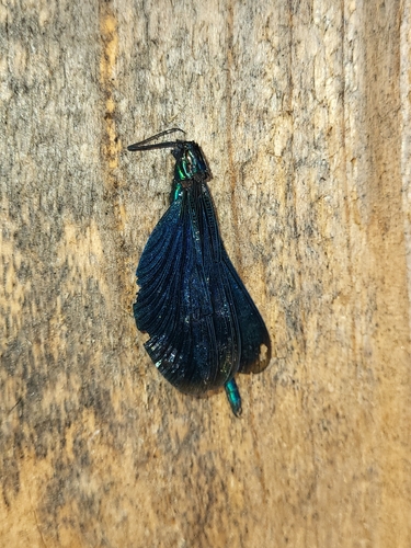 Beautiful Demoiselle