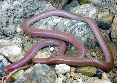 Rena humilis humilis