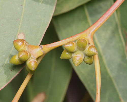 Eucalyptus banksii, 2026-06-10