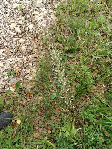 Himantoglossum adriaticum, photograph 5