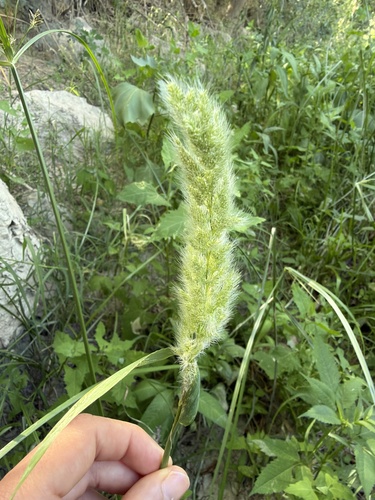 rabbitfoot grass