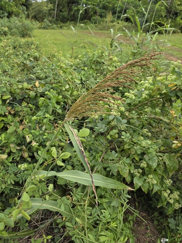 Sorghum drummondii observed 2026-06-09