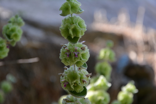 Pseudodictamnus acetabulosus, photograph 4