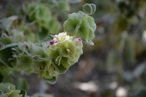 Pseudodictamnus acetabulosus, photograph 3