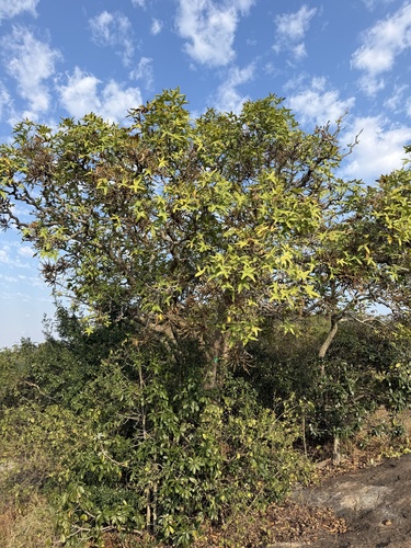 Cussonia natalensis, photograph 5