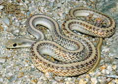 Salvadora hexalepis hexalepis