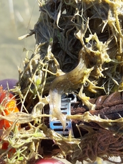 Lissotriton vulgaris