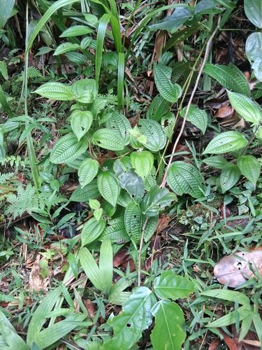 Miconia crenata observed 2026-06-07