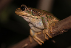 Gastrotheca cuencana