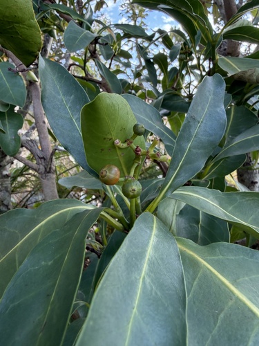 Psychotria capensis, photograph 1