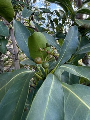 Psychotria capensis