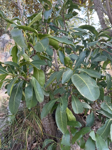Psychotria capensis, photograph 2