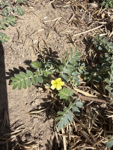 puncture vine