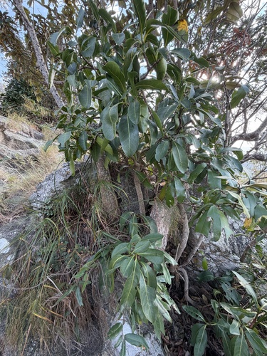Psychotria capensis, photograph 3