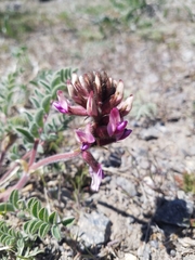 Astragalus malacus