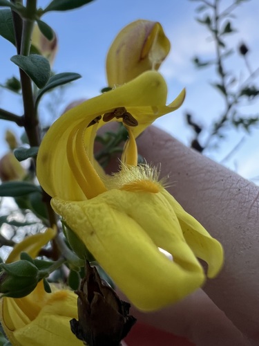 Keckiella antirrhinoides, photograph 4