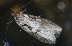 Semioscopis packardella