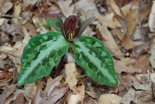 Trillium reliquum