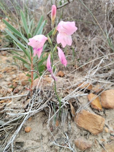 Gladiolus brevifolius