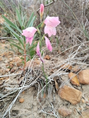 Gladiolus brevifolius