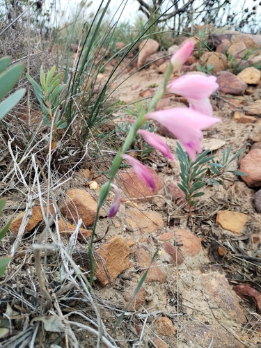 Gladiolus brevifolius, photograph 2