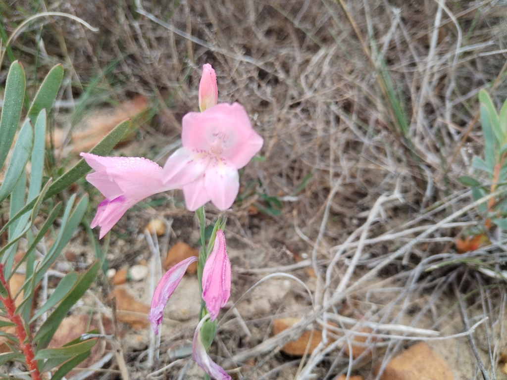 Gladiolus brevifolius; photograph (c) Andrew Gillespie, some rights reserved (CC BY)