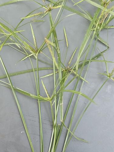 Cyperus zollingeri observed 2026-04-14