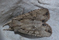 Lithophane disposita