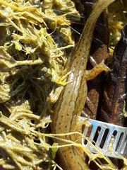 Lissotriton vulgaris