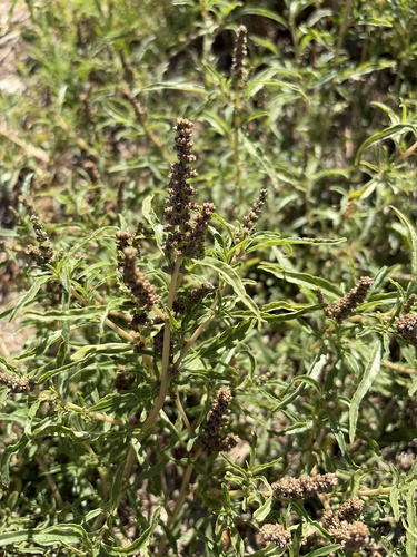 African amaranth
