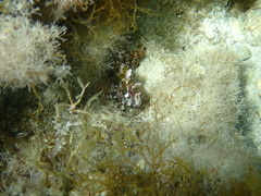 Tompot blenny