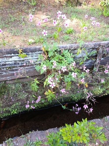Madeira Island Geranium