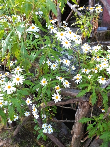 Argyranthemum pinnatifidum