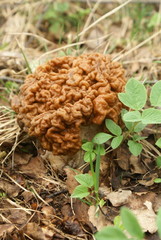 Gyromitra gigas