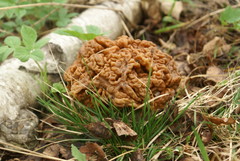 Gyromitra gigas