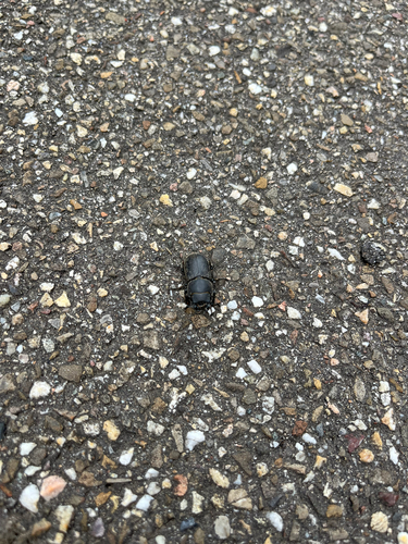 Lesser Stag Beetle