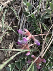Astragalus shortianus