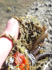 Lissotriton vulgaris