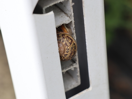 Garden Snail