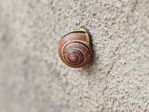 Brown-lipped Snail