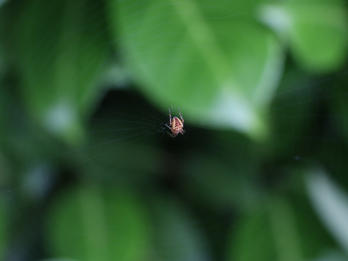 Cross Orbweaver